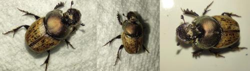 Réf. 321 086 : Onthophagus sp.
